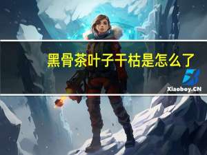 黑骨茶叶子干枯是怎么了