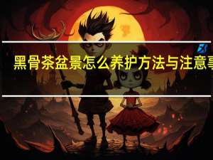 黑骨茶盆景怎么养护方法与注意事项
