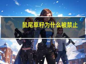 鼠尾草籽为什么被禁止