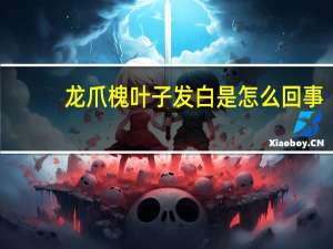 龙爪槐叶子发白是怎么回事