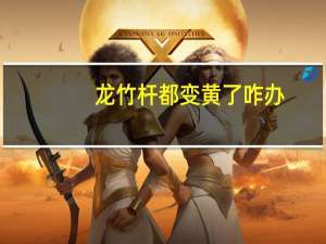 龙竹杆都变黄了咋办