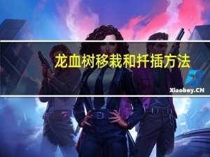 龙血树移栽和扦插方法