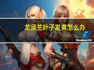 龙须兰叶子发黄怎么办