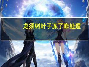 龙须树叶子冻了咋处理