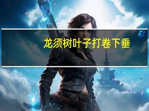 龙须树叶子打卷下垂