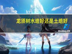 龙须树水培好还是土培好