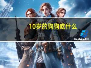 10岁的狗狗吃什么