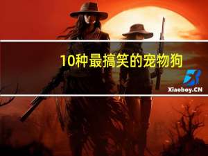 10种最搞笑的宠物狗