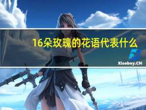 16朵玫瑰的花语代表什么