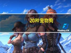 20种宠物狗