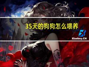 35天的狗狗怎么喂养