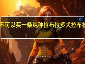350元可不可以买一条纯种拉布拉多犬 拉布拉多纯种多少钱