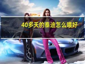 40多天的泰迪怎么喂好