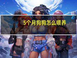 5个月狗狗怎么喂养
