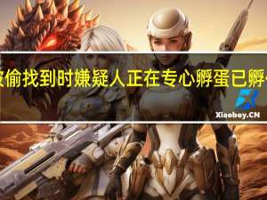 71枚黑天鹅蛋被偷找到时嫌疑人正在专心孵蛋已孵化2只 到底什么情况呢
