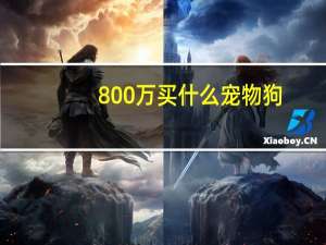 800万买什么宠物狗