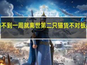8800元网购的猫不到一周就离世 第二只猫货不对板具体情况详细内容介绍