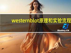 western blot原理和实验流程