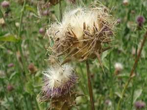 蒲公英的功效与作用，蒲公英的作用和功效有哪些？