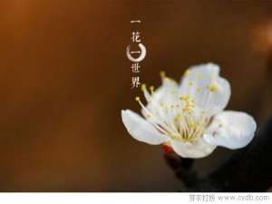 佛说:一花一世界